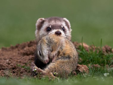 Bozkır çakal ya da maskeli polecatcarrying onun hayvanın avı (Mustela eversmanii) doğal ortamlarında Dobrogea, Romanya