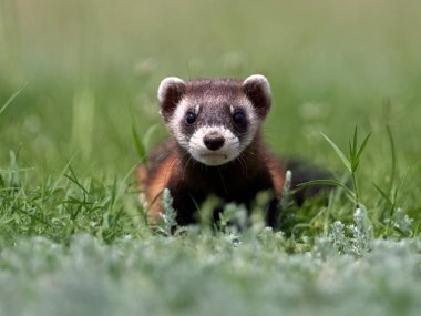 Romanya 'nın doğal habitatı Dobrogea' da Steppe gelincikleri (Mustela eversmanii)