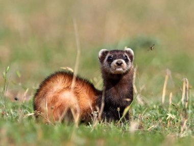 Doğal ortamlarında bozkır sansar (Mustela eversmanii)