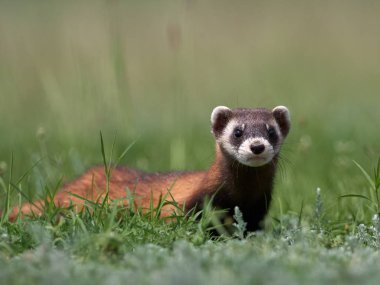 Romanya 'nın doğal habitatı Dobrogea' da Steppe gelincikleri (Mustela eversmanii)