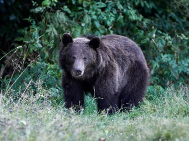 Avrasya kahverengi ayısı (Ursus arctos arctos), Avrupa kahverengi ayısı olarak da bilinir.