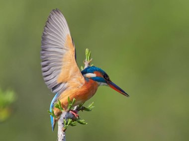 doğal yaşam alanı arası Kingfisher (alcedo şuna)