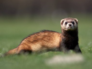 Romanya 'nın doğal habitatı Dobrogea' da Steppe gelincikleri (Mustela eversmanii)