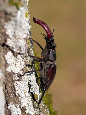 Stag Beetle - Lucanus cervus - doğal yaşam alanı