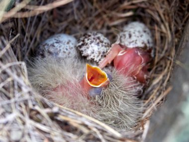 bahar içinde belgili tanımlık yuva kuş civciv