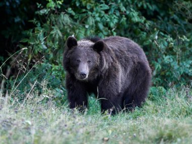 Avrasya kahverengi ayısı (Ursus arctos arctos), Avrupa kahverengi ayısı olarak da bilinir.