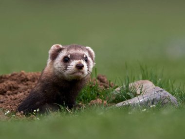 Romanya 'nın doğal habitatı Dobrogea' da Steppe gelincikleri (Mustela eversmanii)