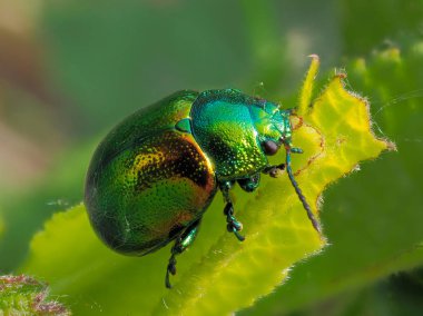 yaprak (cryptocephalus sericeus renkli böcek)
