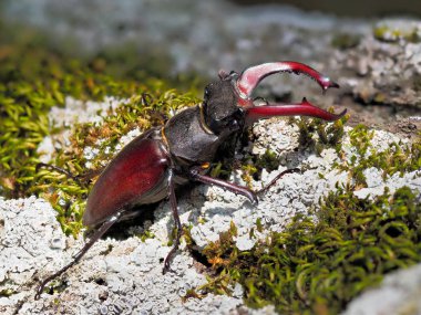 Stag Beetle - Lucanus cervus - doğal yaşam alanı