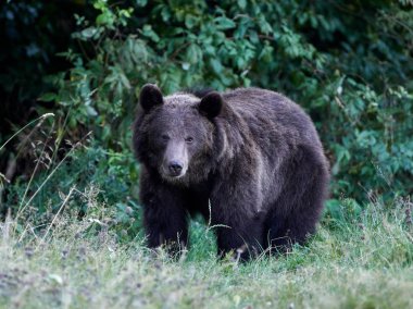 Avrasya kahverengi ayısı (Ursus arctos arctos), Avrupa kahverengi ayısı olarak da bilinir.