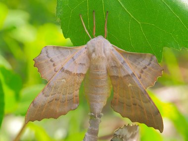 Kavak şahin-güve (Laothoe populi) çifti üzerinde yeşil yaprak çiftleşme
