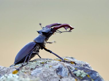 Stag Beetle - Lucanus cervus - doğal yaşam alanı