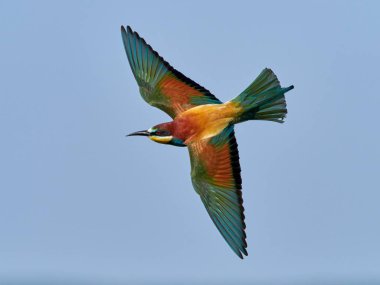 doğal yaşam alanı olarak Avrupa arı kuşugiller (arı kuşu apiaster)