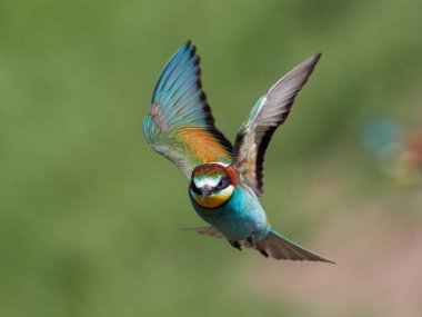 doğal yaşam alanı olarak Avrupa arı kuşugiller (arı kuşu apiaster)