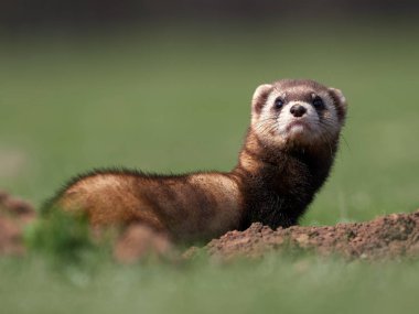 Romanya 'nın doğal habitatı Dobrogea' da Steppe gelincikleri (Mustela eversmanii)