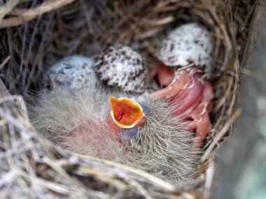 bahar içinde belgili tanımlık yuva kuş civciv