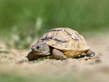 Doğal ortamında mahmuzlanmış kaplumbağa (Testudo graeca).