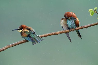 Yağmurlu gün doğal ortamlarında Avrupa arı kuşugiller (arı kuşu Apiaster)