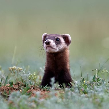 Romanya 'nın doğal habitatı Dobrogea' da Steppe gelincikleri (Mustela eversmanii)