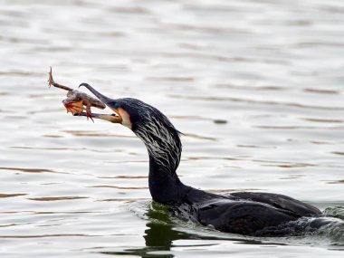 karabatak (phalacrocorax carbo) Gıda için mücadele su