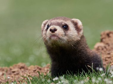 Romanya 'nın doğal habitatı Dobrogea' da Steppe gelincikleri (Mustela eversmanii)