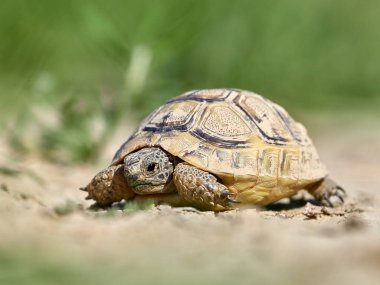 Doğal ortamında mahmuzlanmış kaplumbağa (Testudo graeca).
