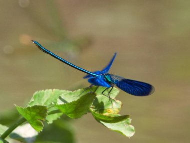 Yusufçuk (coleopteres splendens yaz aylarında açık)