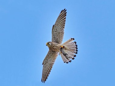 uçuşta avını (falco tinunculus taşırken yakalanan doğal ortamlarında uçan şahin)