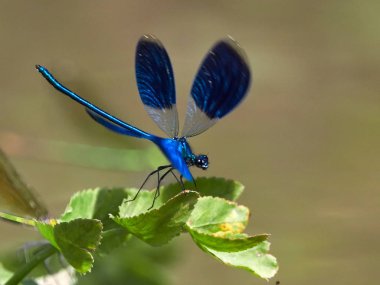Yusufçuk (coleopteres splendens yaz aylarında açık)