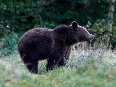 Avrasya kahverengi ayısı (Ursus arctos arctos), Avrupa kahverengi ayısı olarak da bilinir.