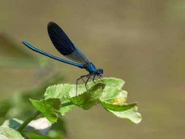 Yusufçuk (coleopteres splendens yaz aylarında açık)