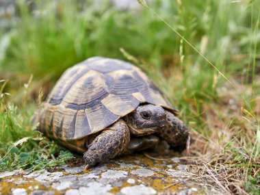 Doğal ortamında mahmuzlanmış kaplumbağa (Testudo graeca).