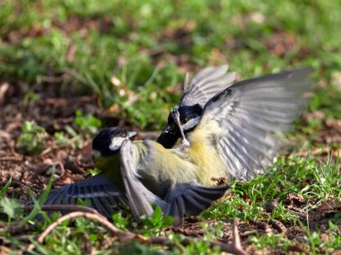 Mavi memeli (Parus caeruleus) sonbaharda çakışan