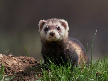 Romanya 'nın doğal habitatı Dobrogea' da Steppe gelincikleri (Mustela eversmanii)