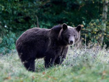 Avrasya kahverengi ayısı (Ursus arctos arctos), Avrupa kahverengi ayısı olarak da bilinir.