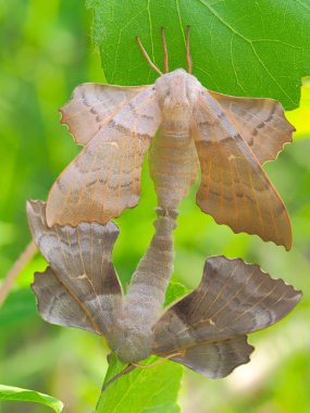 Kavak şahin-güve (Laothoe populi) çifti üzerinde yeşil yaprak çiftleşme