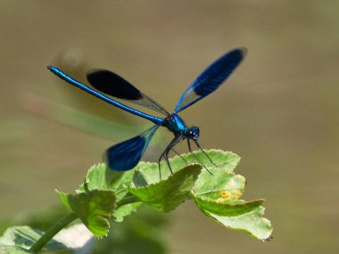 Yusufçuk (coleopteres splendens yaz aylarında açık)
