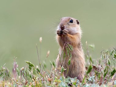 Avrupa zemin sincap doğal ortamlarında (Spermophilus citellus)