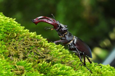 Doğal orman ortamlarında Stag Beetle (Lucanus cervus)