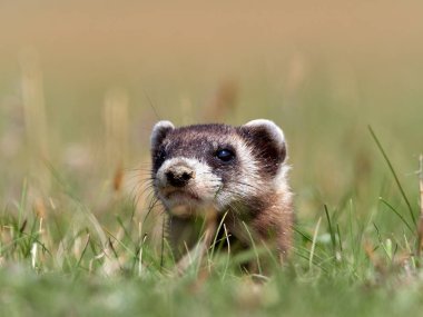 Doğal ortamlarında bozkır sansar (Mustela eversmanii)