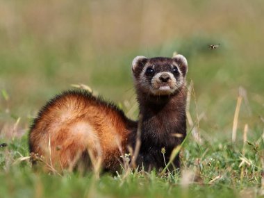 Doğal ortamlarında bozkır sansar (Mustela eversmanii)