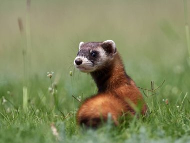 Romanya 'nın doğal habitatı Dobrogea' da Steppe gelincikleri (Mustela eversmanii)