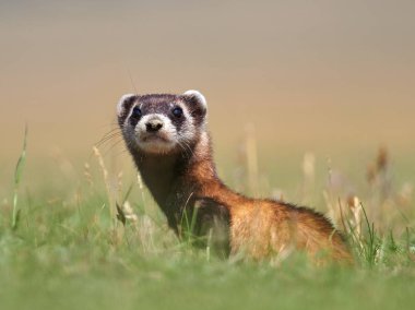 Doğal ortamlarında bozkır sansar (Mustela eversmanii)