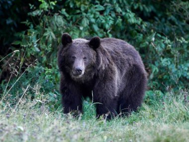 Avrasya kahverengi ayısı (Ursus arctos arctos), Avrupa kahverengi ayısı olarak da bilinir.