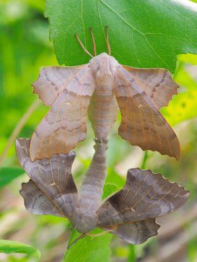 Kavak şahin-güve (Laothoe populi) çifti üzerinde yeşil yaprak çiftleşme