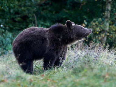 Avrasya kahverengi ayısı (Ursus arctos arctos), Avrupa kahverengi ayısı olarak da bilinir.