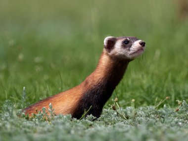 Romanya 'nın doğal habitatı Dobrogea' da Steppe gelincikleri (Mustela eversmanii)