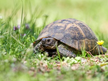 Doğal ortamında mahmuzlanmış kaplumbağa (Testudo graeca).