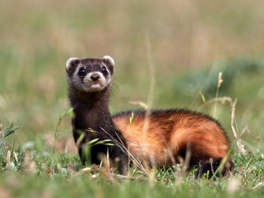 Doğal ortamlarında bozkır sansar (Mustela eversmanii)