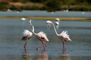 Flamingo kuşları doğal ortamlarında